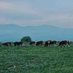 צפון רמת הגולן